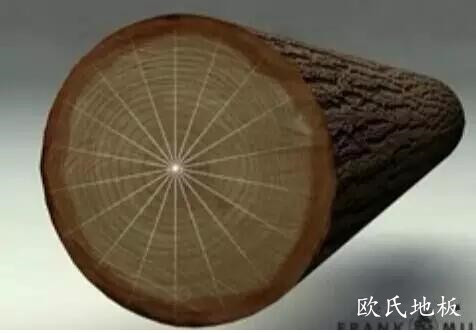  木头的木髓线